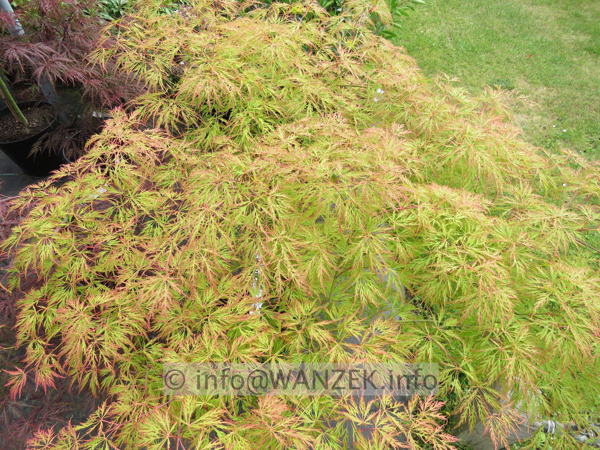 Acer palmatum Dissectum 05.JPG